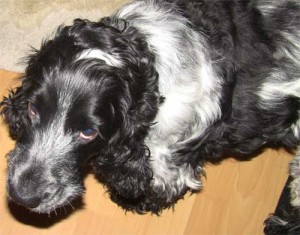 Charlie feeling very sorry for himself Charlie feeling very sorry for himself
