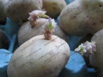 Potato with small shoot appearing Potato with small shoot appearing