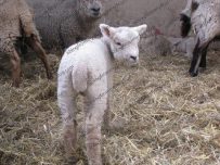 A new born lamb near Preston, Lancashire A new born lamb near Preston, Lancashire