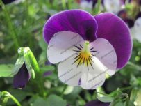 Spring flowers bring colour to the garden Spring flowers bring colour to the garden
