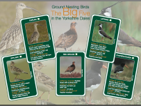 Ground Nesting Birds – the Big Five in the Yorkshire Dales National Park