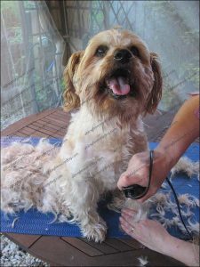 Buster shows off his new hair cut Buster shows off his new hair cut