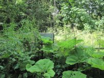 An overgrown park area An overgrown park area