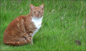 Cat and mouse wait to see who will run first