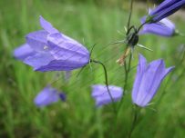 Hare Bells growing on the edge of a field Hare Bells growing on the edge of a field