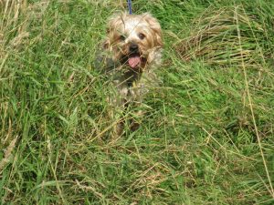 Tall grass surrounds Buster as he walks on an overgrown path
