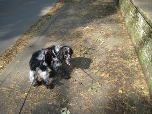 A leaf falls behind Charlie making him jump