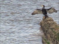 Possibly a cormorant sunning by the sea ? Possibly a cormorant sunning by the sea ?