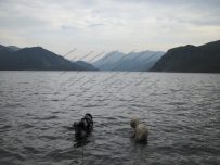 Buster and Charlie wonder if the could swim the full length Buster and Charlie wonder if the could swim the full length