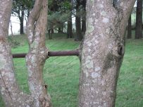 Trees wrap around a metal pole Trees wrap around a metal pole