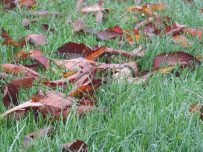 Damp grass and fallen leaves - a clear hint autumn is here Damp grass and fallen leaves - a clear hint autumn is here