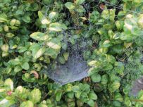A spiders web highlighted by early morning dew A spiders web highlighted by early morning dew
