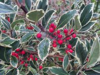 Red berries cover the holly bush Red berries cover the holly bush