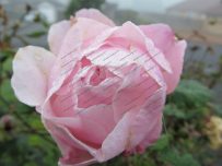 A rose remains in the garden A rose remains in the garden