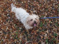 Buster enjoys trampling in the leaves