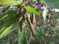 Catkins growing on the trees ahead of spring