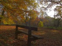 A bench in a woodland glade surrounded by golden leaves