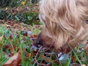 Buster finds an interesting sniff in the damp grass Buster finds an interesting sniff in the damp grass