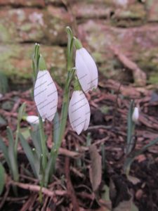 Snowdrops - first of the year Snowdrops - first of the year