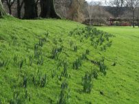 The daffodil bulbs are growing quickly The daffodil bulbs are growing quickly