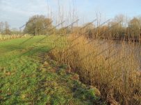 The willow is growing up really tall on the riverbank The willow is growing up really tall on the riverbank