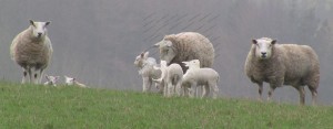 First lambs seen in 2012, with their little coats on for protection First lambs seen in 2012, with their little coats on for protection