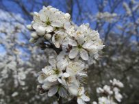 Blossom opens in the bright sunshine Blossom opens in the bright sunshine