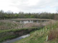 A wildlife haven on the side of the new Carlisle bypass A wildlife haven on the side of the new Carlisle bypass