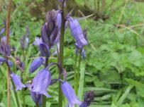 Bluebells are early this year Bluebells are early this year