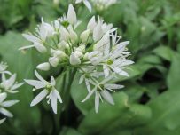 Wild garlic sends an onion smell across the area Wild garlic sends an onion smell across the area