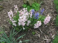 Hyacinth flowers Hyacinth flowers