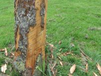 The trunk of this tree has been scratched off The trunk of this tree has been scratched off