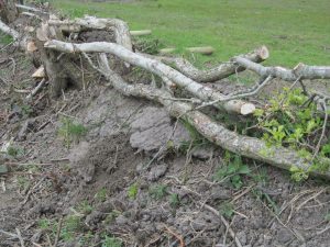 Hedge laying in progress Hedge laying in progress