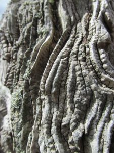 Tree stump all weather beaten and very interesting Tree stump all weather beaten and very interesting