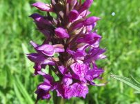 A small purple orchid stands about 10cm from the ground A small purple orchid stands about 10cm from the ground