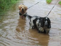 Buster and Charlie enjoy a paddle in very muddy water
