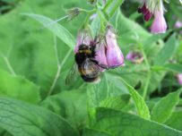 Many bees and other insects were taking advantage of the sunshine