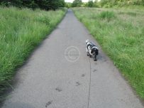 Charlie leaves a trail of damp paws across the path