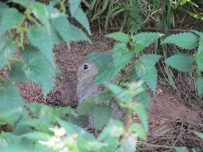 A rabbit lurks in the undergrowth at Castle Carrock reservoir A rabbit lurks in the undergrowth at Castle Carrock reservoir