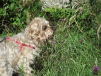 Buster finds some good grass to munch Buster finds some good grass to munch