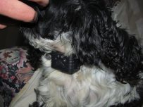Pest-Stop bark trainer - Charlie tries it out Pest-Stop bark trainer - Charlie tries it out