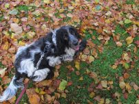Charlie scuffles about in the late autumn leaves