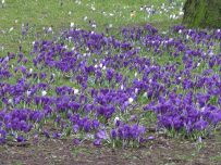 Purple crocus line the paths