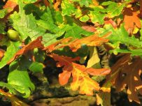 Autumn colours in Carlisle