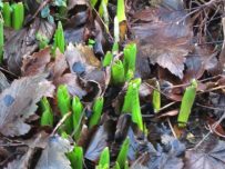 Bulbs are starting to poke through the soil