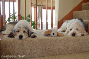 Bailie on the left, mini me in the middle and Emma on the right. Pic courtesy http://mygbgvlife.com