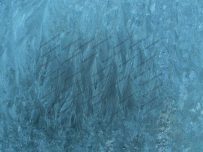 A hard frost leaves behind great patterns