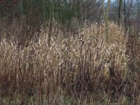 White grasses