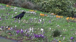 Crocus in Victoria Park, Carlisle