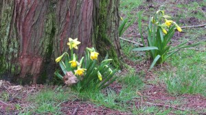 Daffodils or are they Narcissus